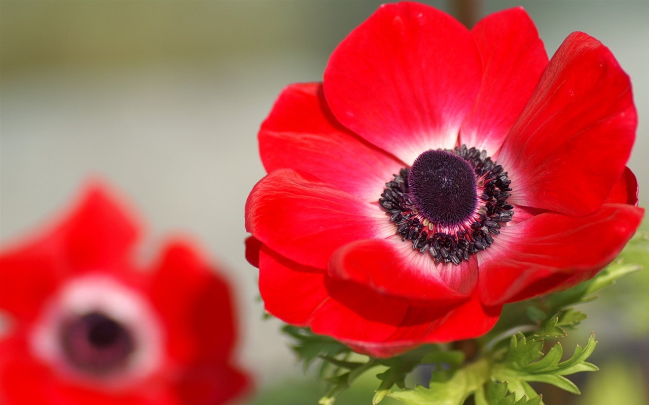 Rounds and flowers series wallpaper #20 - 1280x800