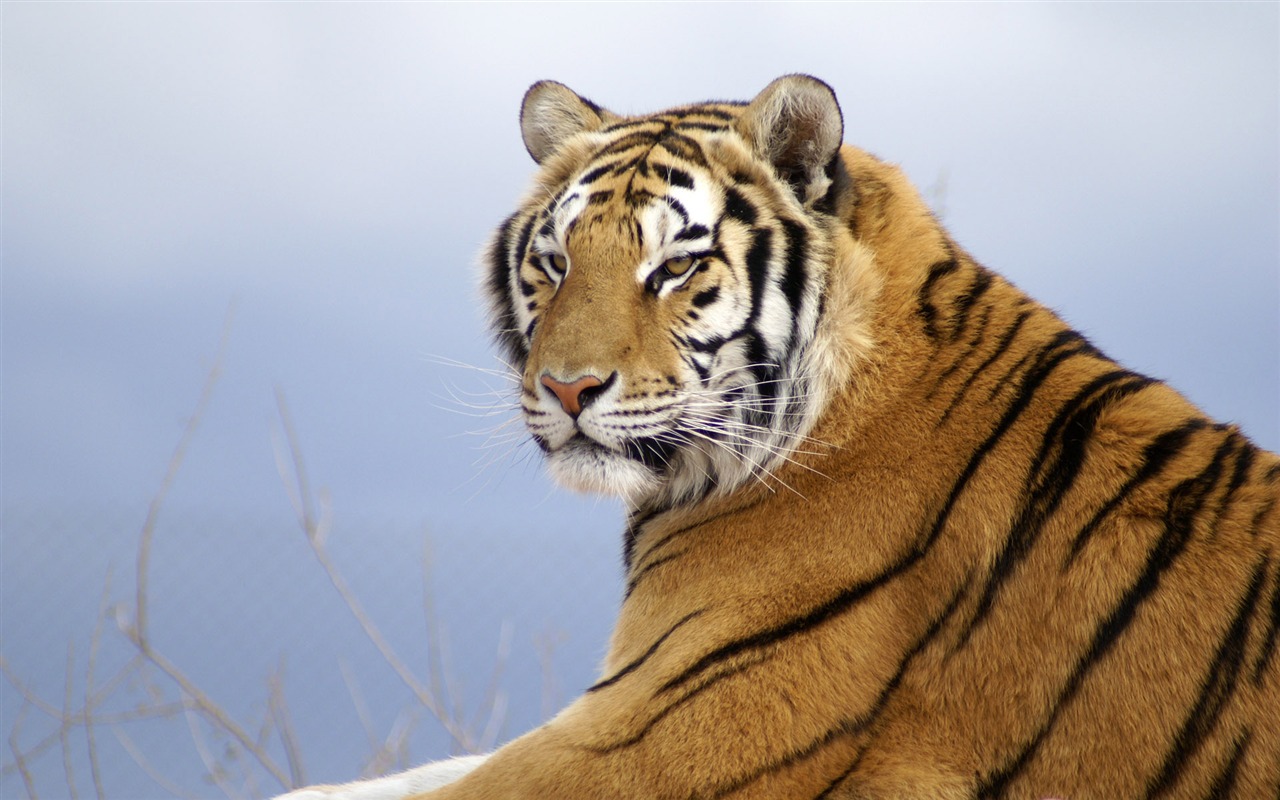 Tiger Foto tapety (4) #2 - 1280x800