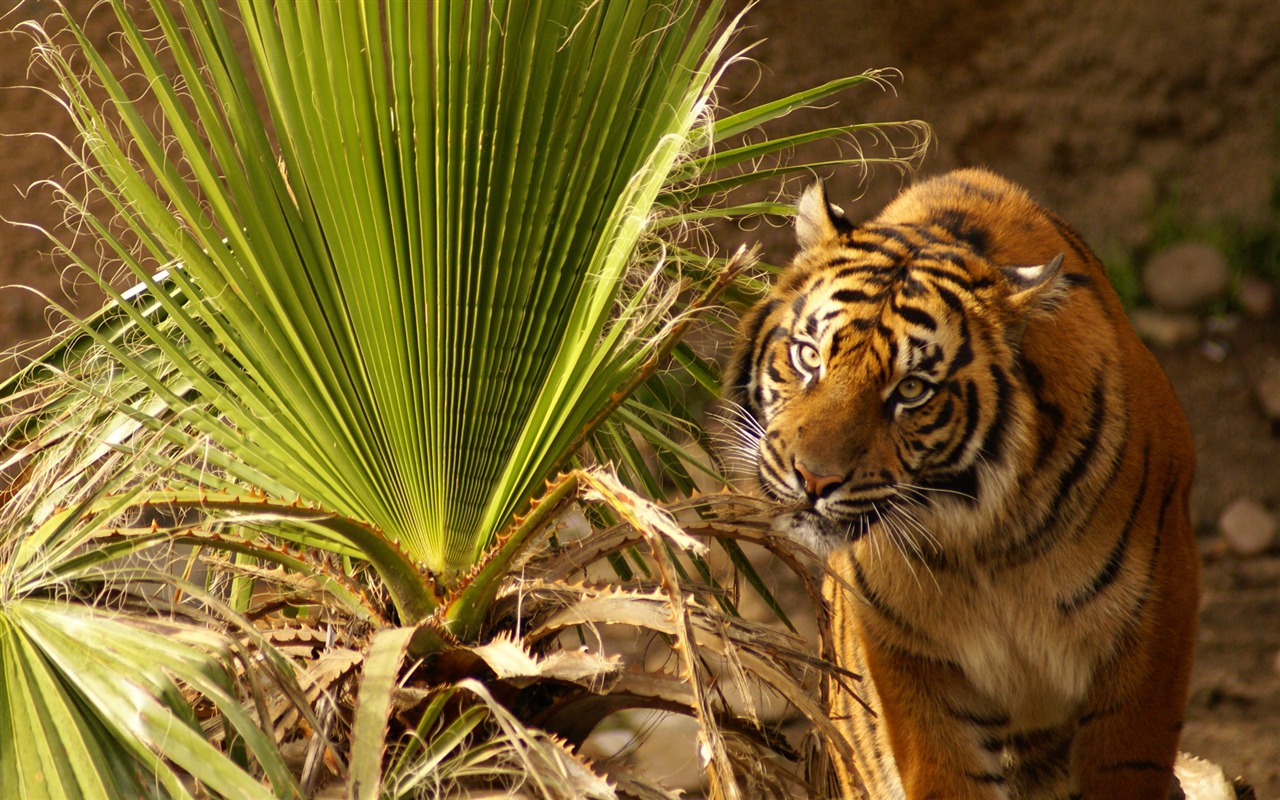 Tiger Foto tapety (4) #4 - 1280x800