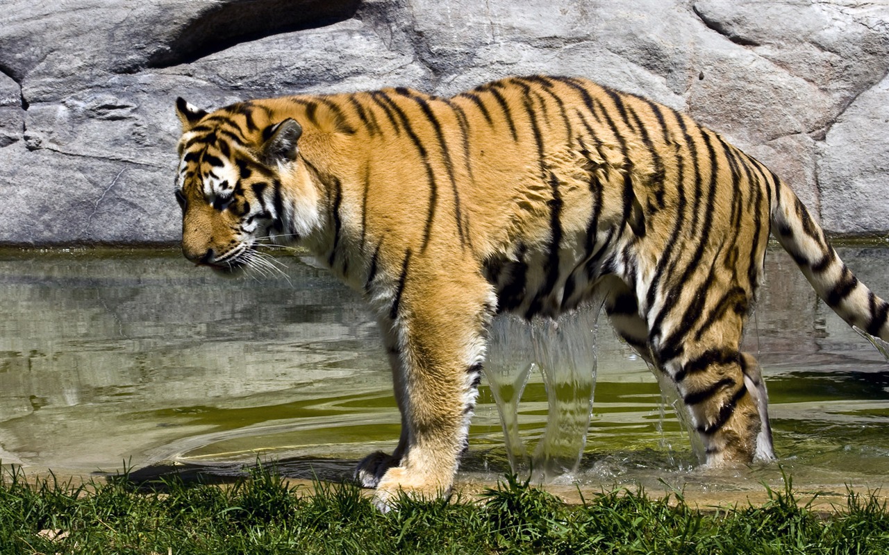 Tiger Foto tapety (4) #6 - 1280x800
