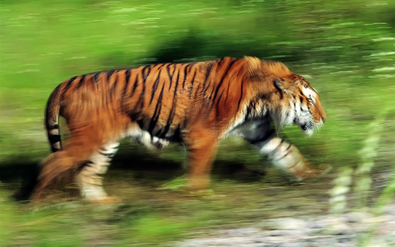 Tiger Wallpaper Foto (4) #11 - 1280x800