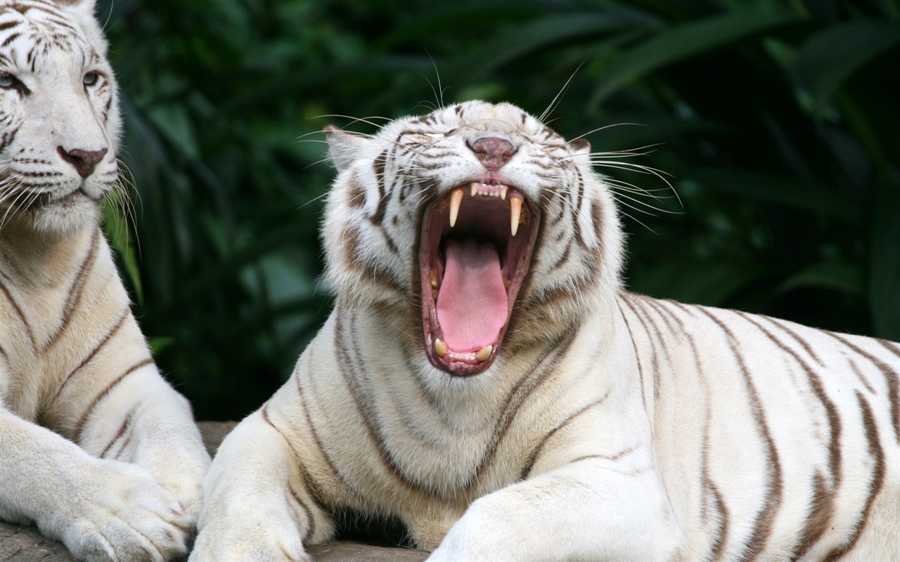 Tiger Foto tapety (4) #17 - 1280x800