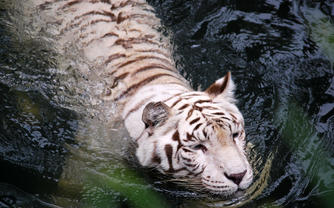 Fond d'écran Tiger Photo (4) #18 - 1280x800