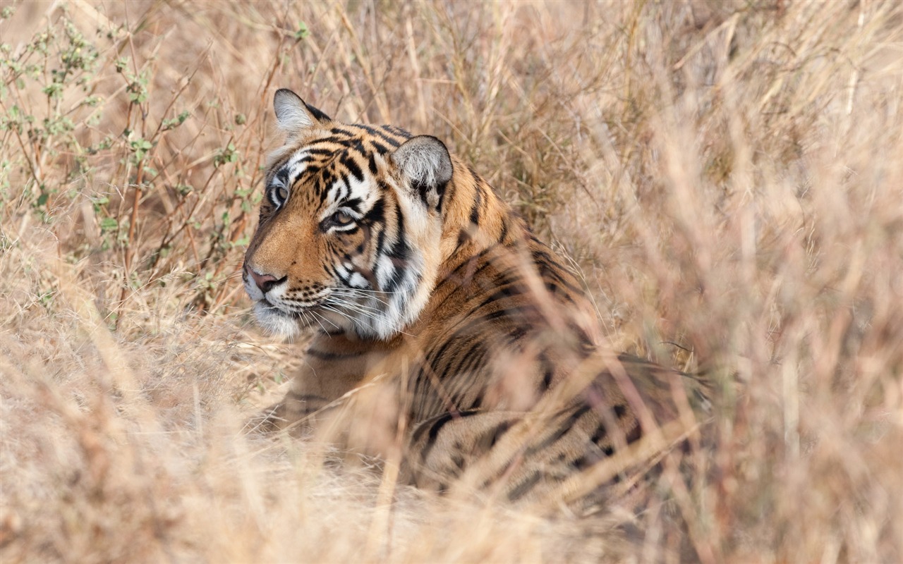 Fond d'écran Tiger Photo (4) #19 - 1280x800