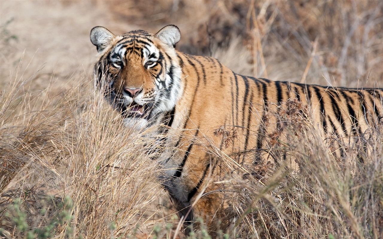 Tigre Fondos de fotos (4) #20 - 1280x800