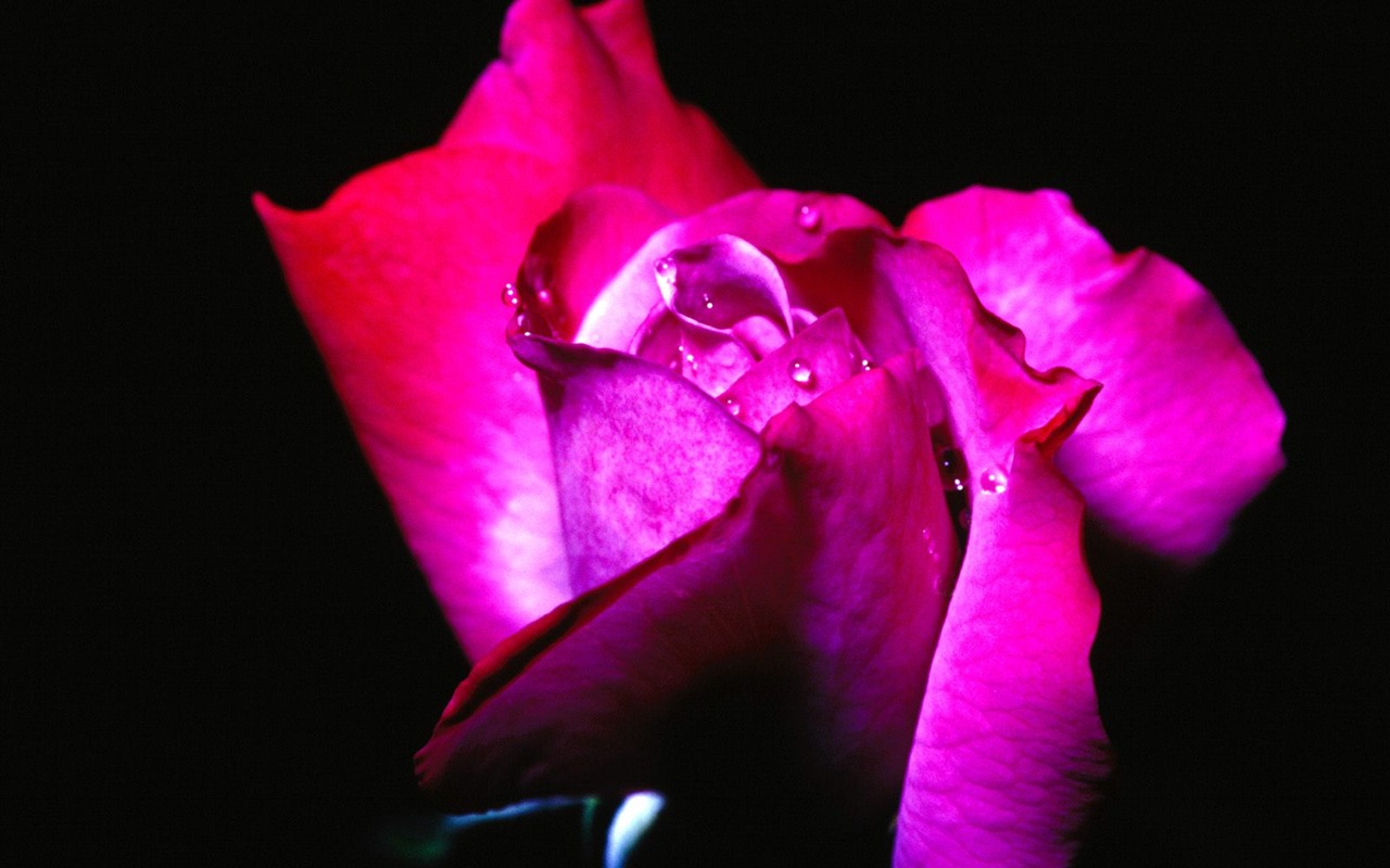 Flowers close-up (18) #4 - 1280x800
