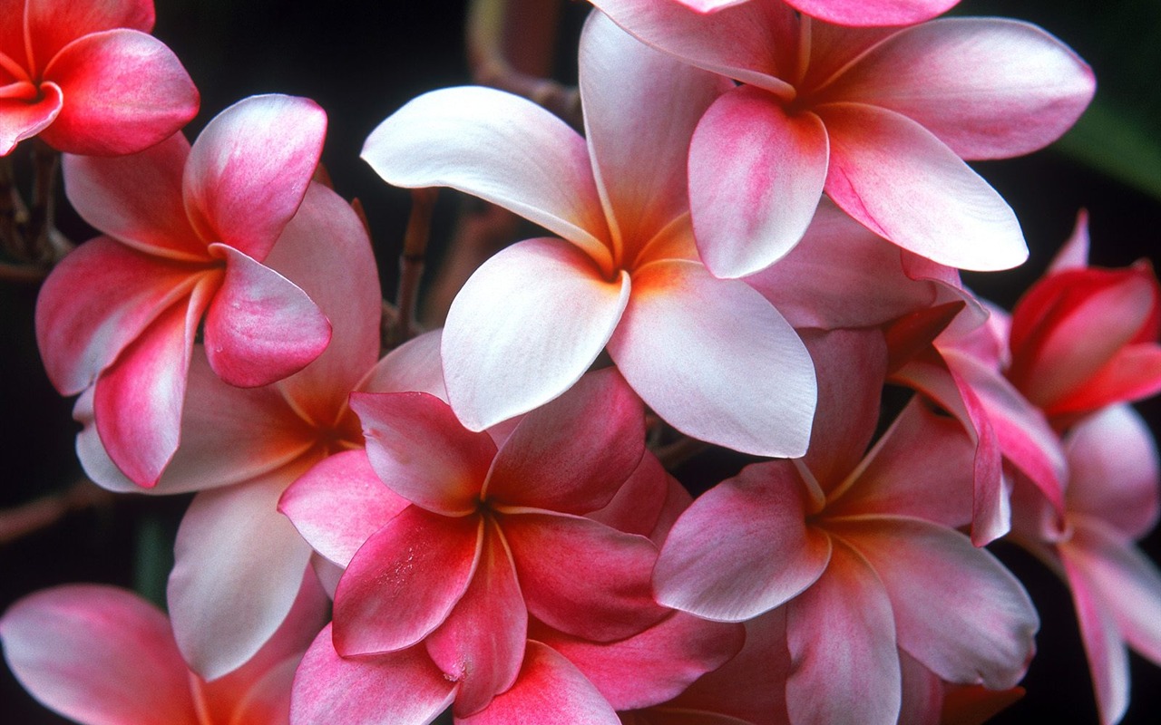 Flowers close-up (18) #7 - 1280x800