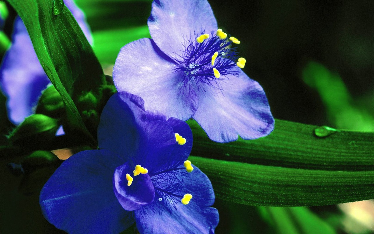 鮮花特寫(18) #10 - 1280x800