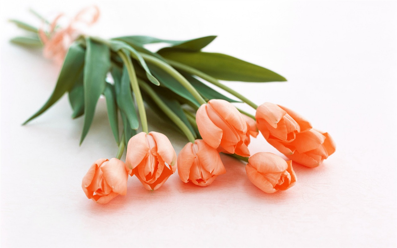 Tulip širokoúhlý Tapeta #1 - 1280x800