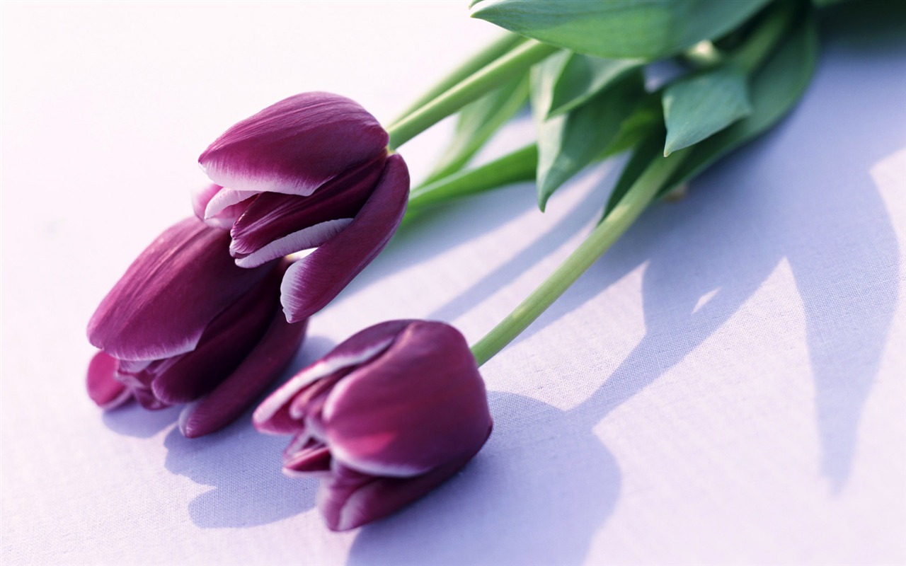 Tulip Widescreen Wallpaper #2 - 1280x800