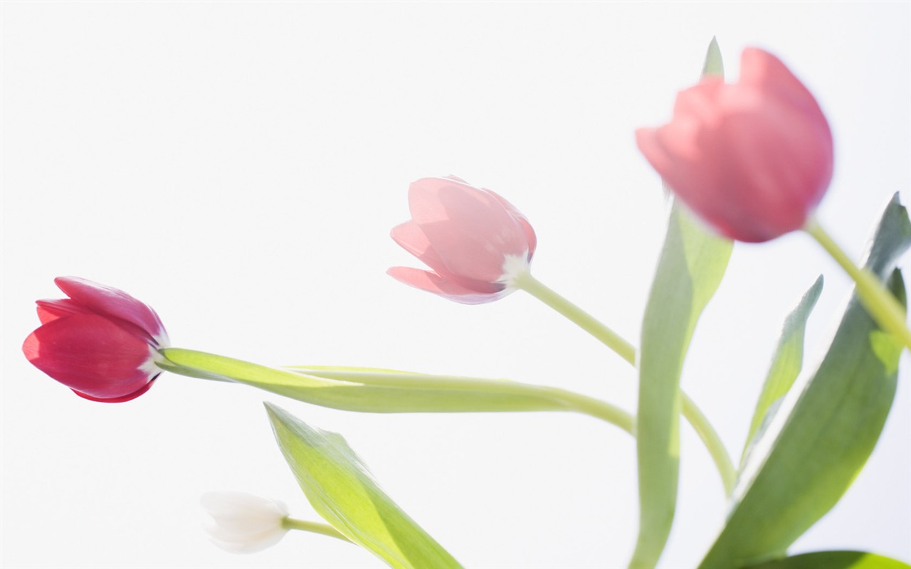 Fond d'écran Widescreen Tulip #3 - 1280x800