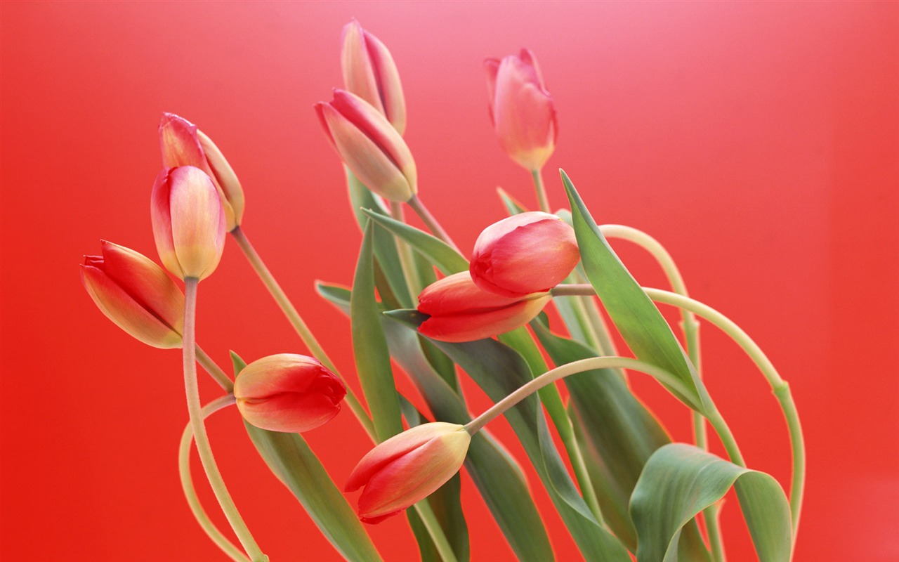 Tulip širokoúhlý Tapeta #4 - 1280x800