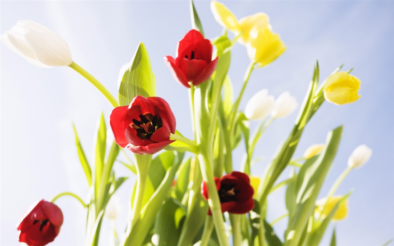 Fond d'écran Widescreen Tulip #6 - 1280x800