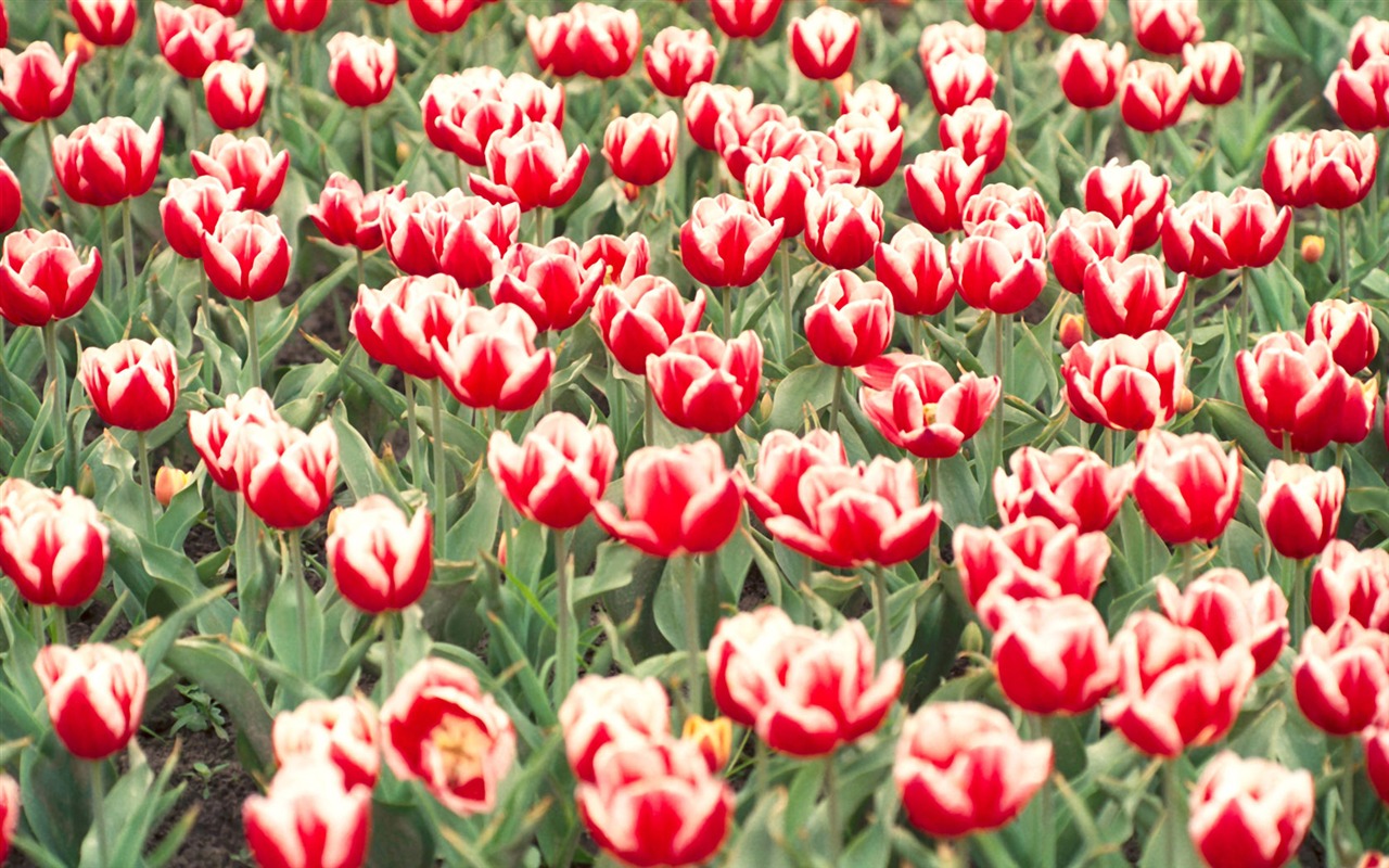 Tulip širokoúhlý Tapeta #9 - 1280x800