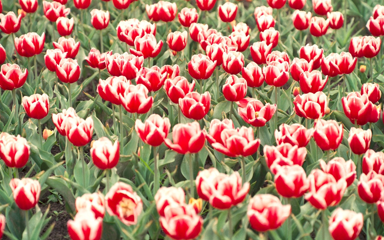 Fond d'écran Widescreen Tulip #9 - 1280x800