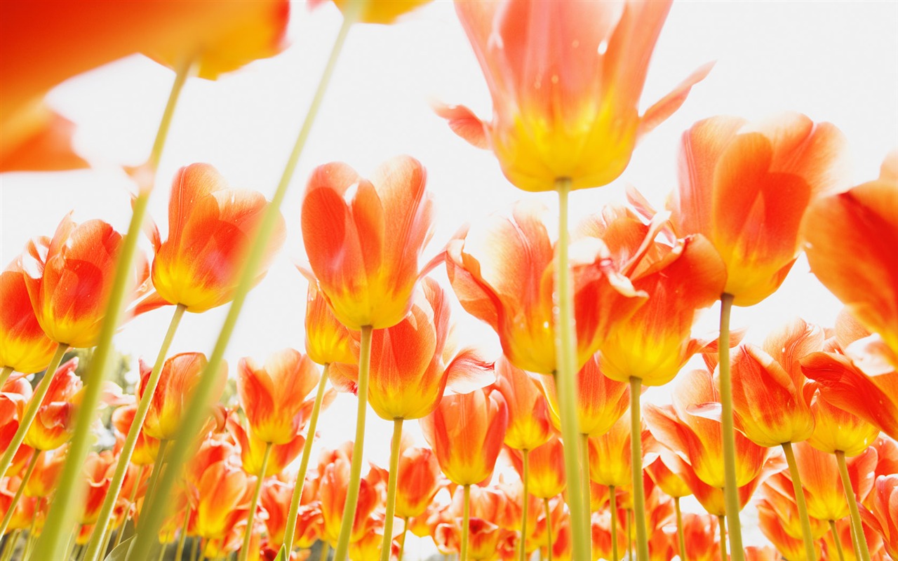 Tulip širokoúhlý Tapeta #12 - 1280x800