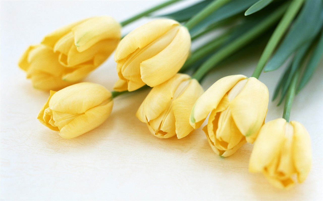 Tulip širokoúhlý Tapeta #13 - 1280x800