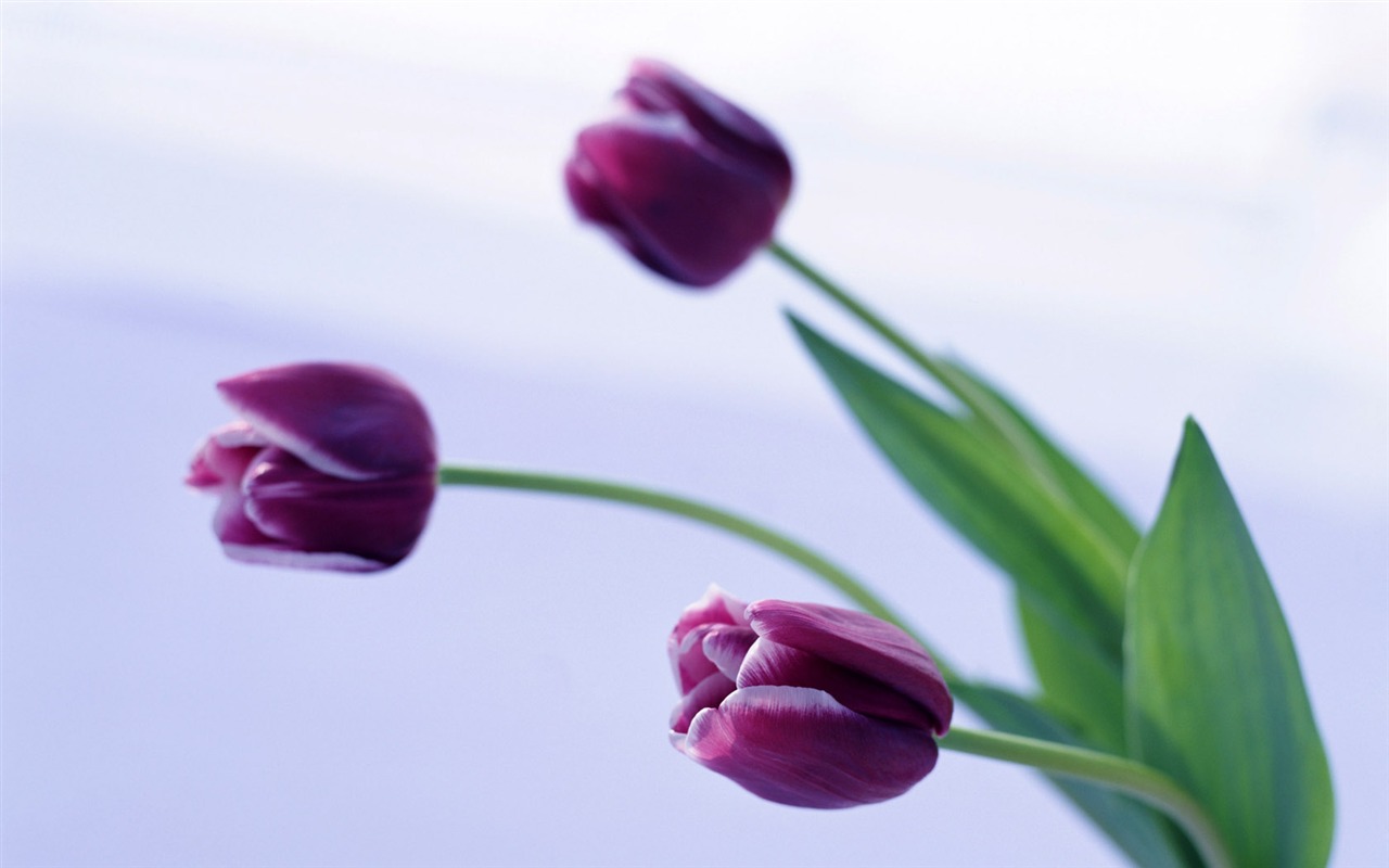 Tulip Widescreen Wallpaper #15 - 1280x800