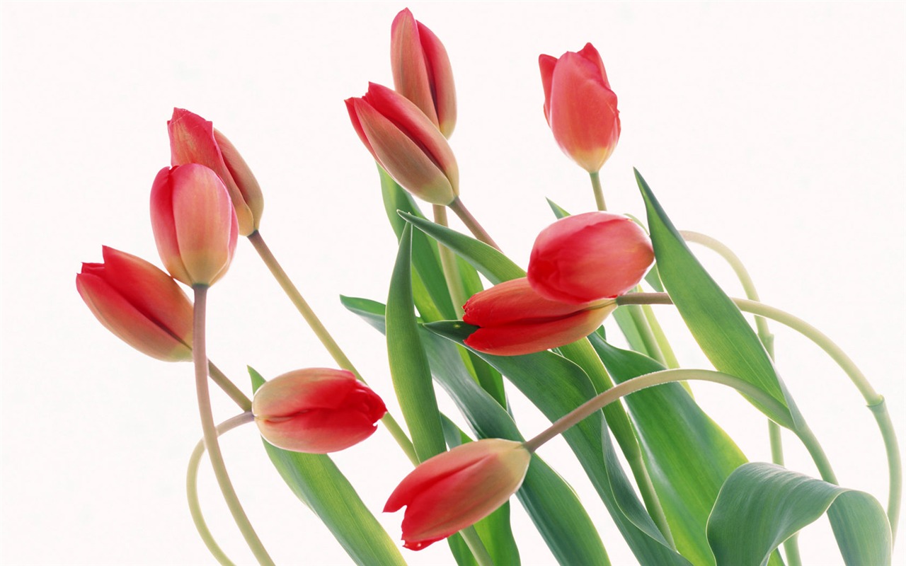 Tulip Widescreen Wallpaper #16 - 1280x800