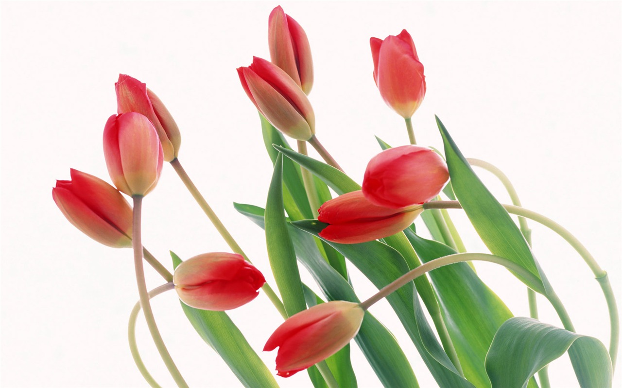 Tulip širokoúhlý Tapeta #16 - 1280x800