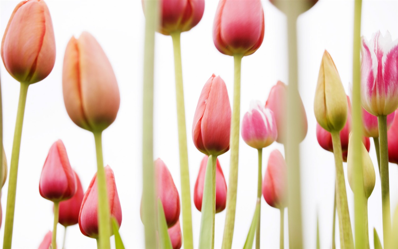 Tulip Widescreen Wallpaper #18 - 1280x800