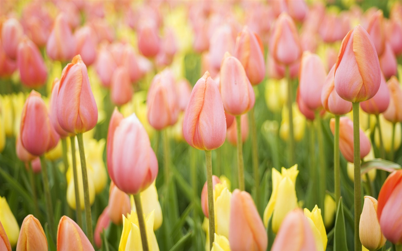 Fond d'écran Widescreen Tulip #19 - 1280x800