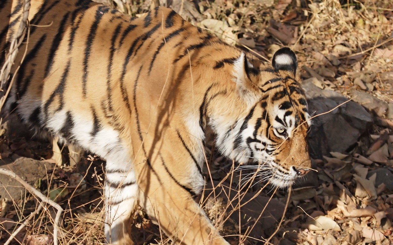 Tiger Foto tapety (5) #2 - 1280x800