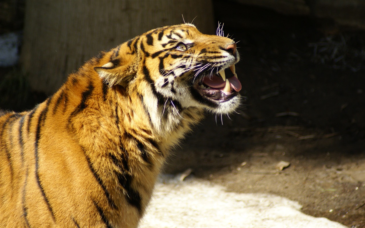 Tiger Foto tapety (5) #4 - 1280x800