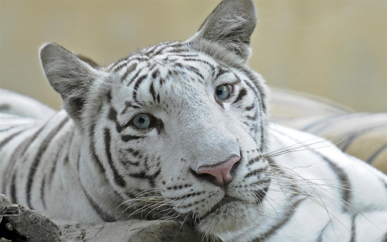 Tiger Foto tapety (5) #5 - 1280x800