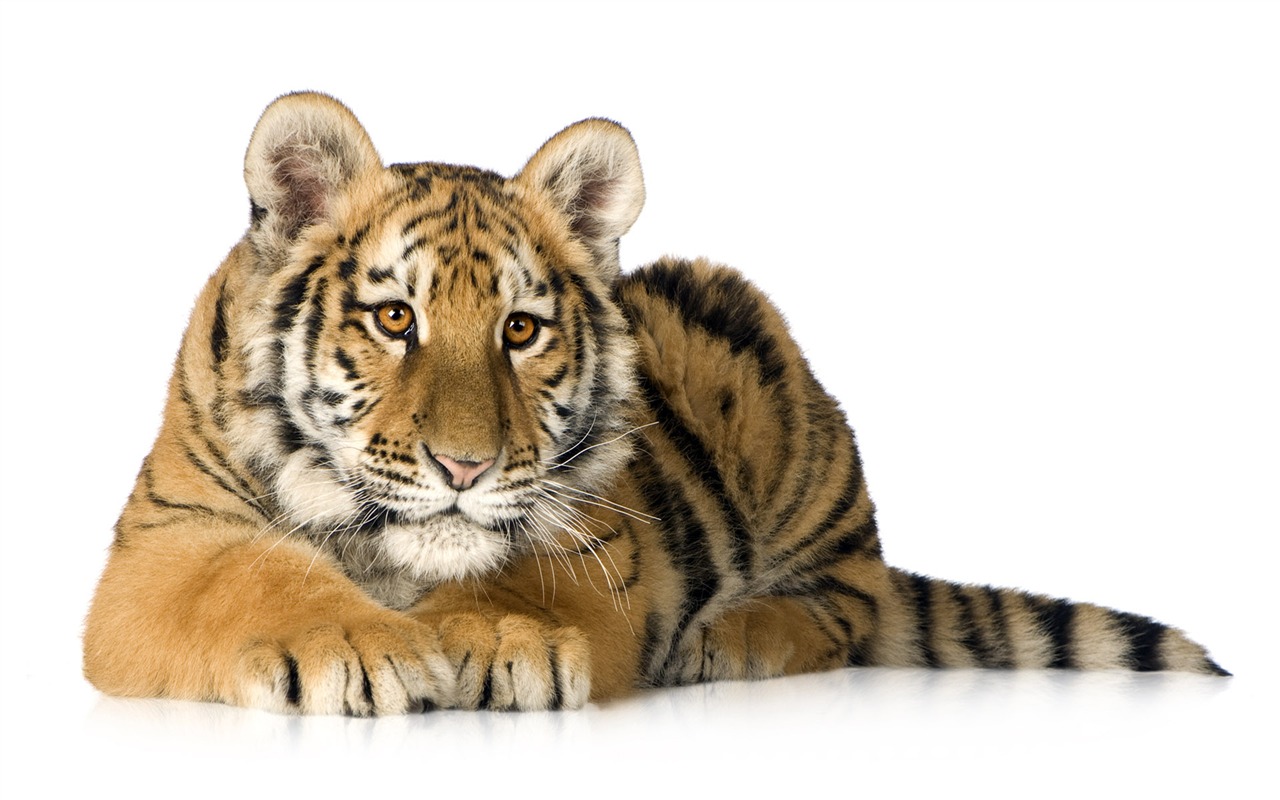 Tiger Foto tapety (5) #7 - 1280x800