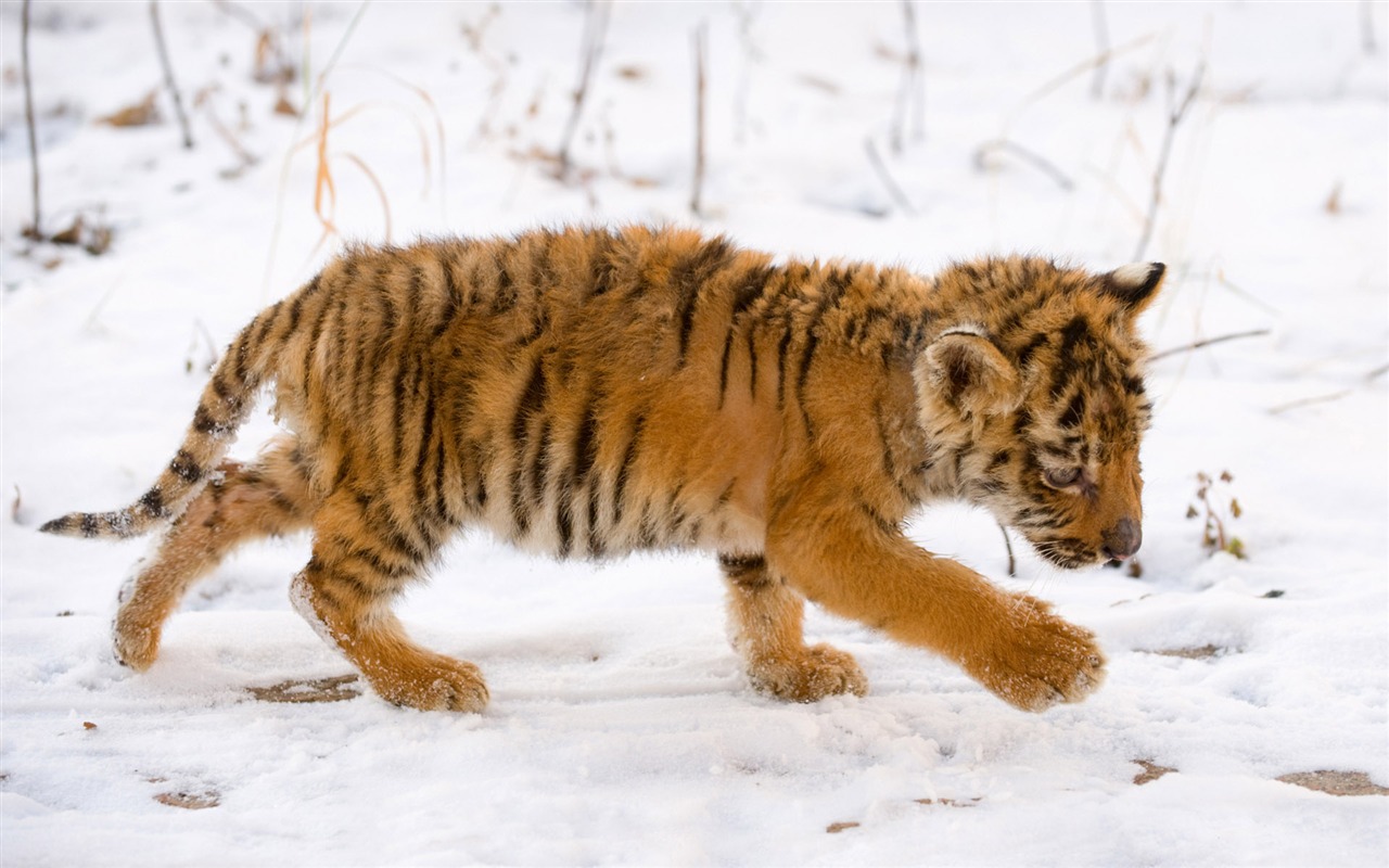 Tiger Foto tapety (5) #14 - 1280x800