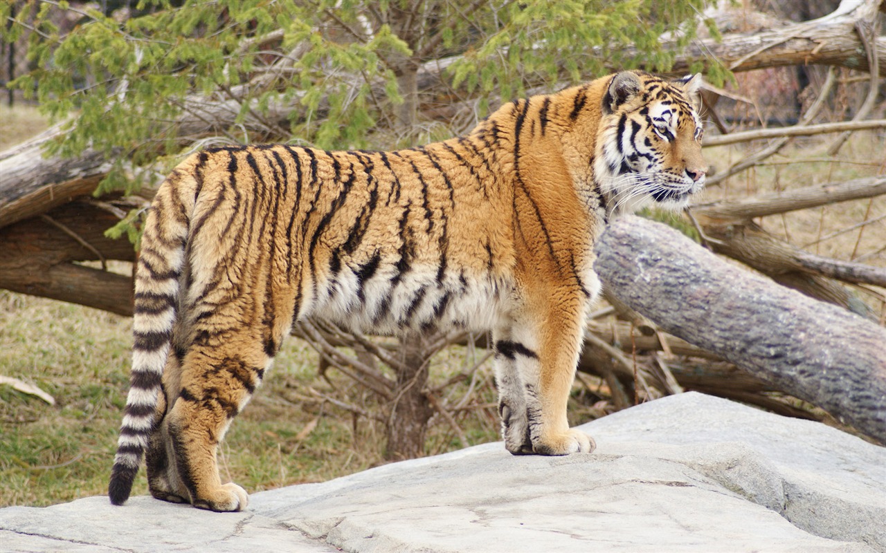 Tiger Foto tapety (5) #15 - 1280x800