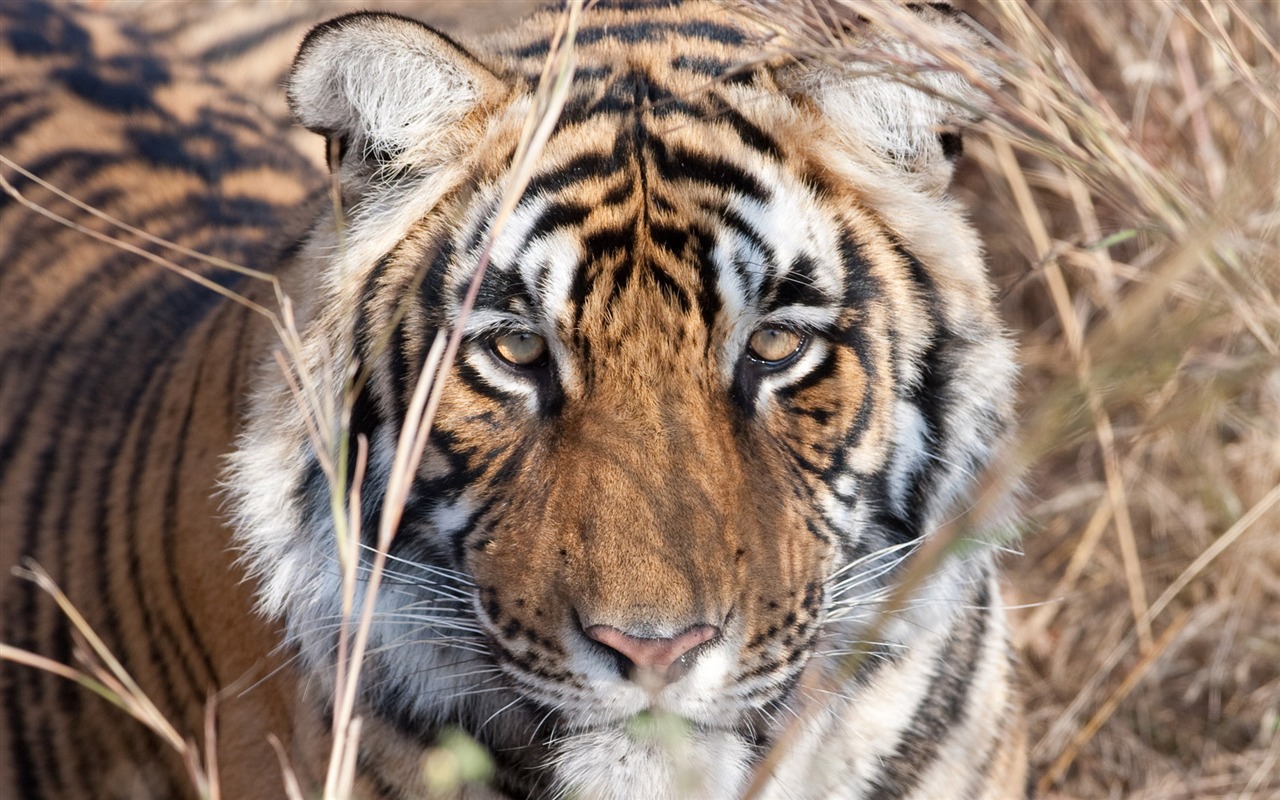 Tiger Photo Wallpaper (5) #18 - 1280x800