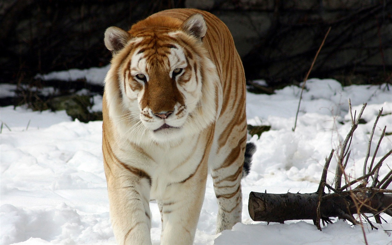 Tiger Foto tapety (5) #19 - 1280x800