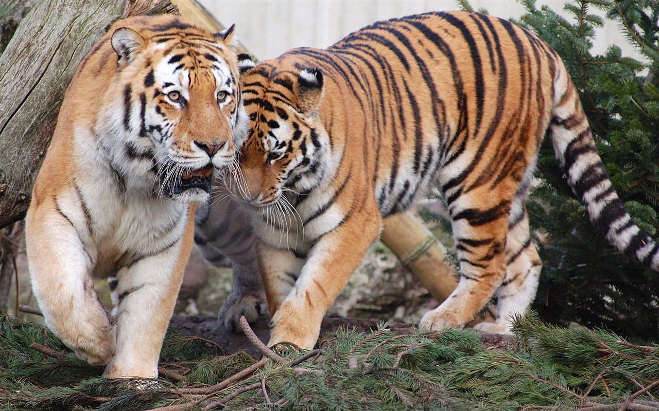 Tiger Foto tapety (5) #20 - 1280x800