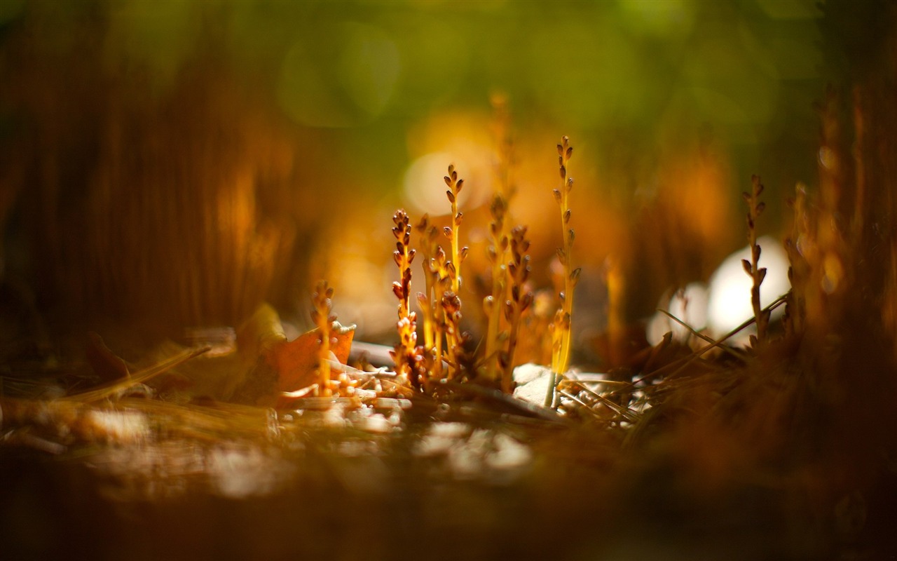 自然随拍风景壁纸16 - 1280x800