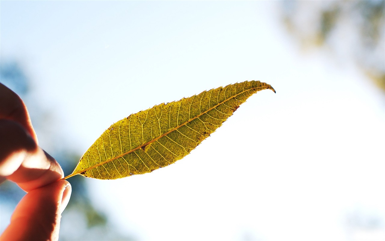自然隨拍風景壁紙 #18 - 1280x800