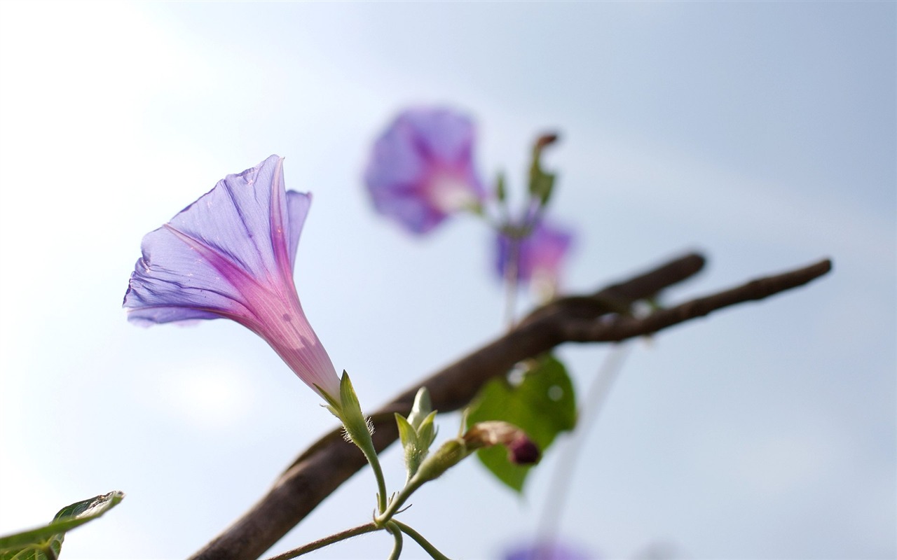 With the beat of natural scenery wallpaper #21 - 1280x800