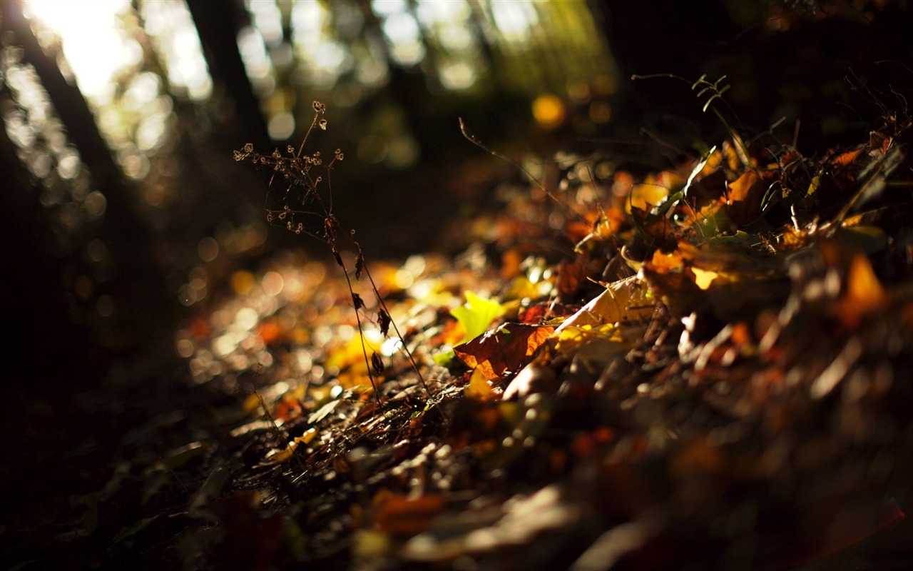 With the beat of natural scenery wallpaper #25 - 1280x800