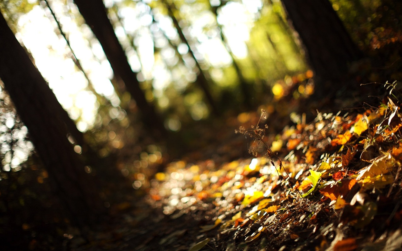 With the beat of natural scenery wallpaper #28 - 1280x800