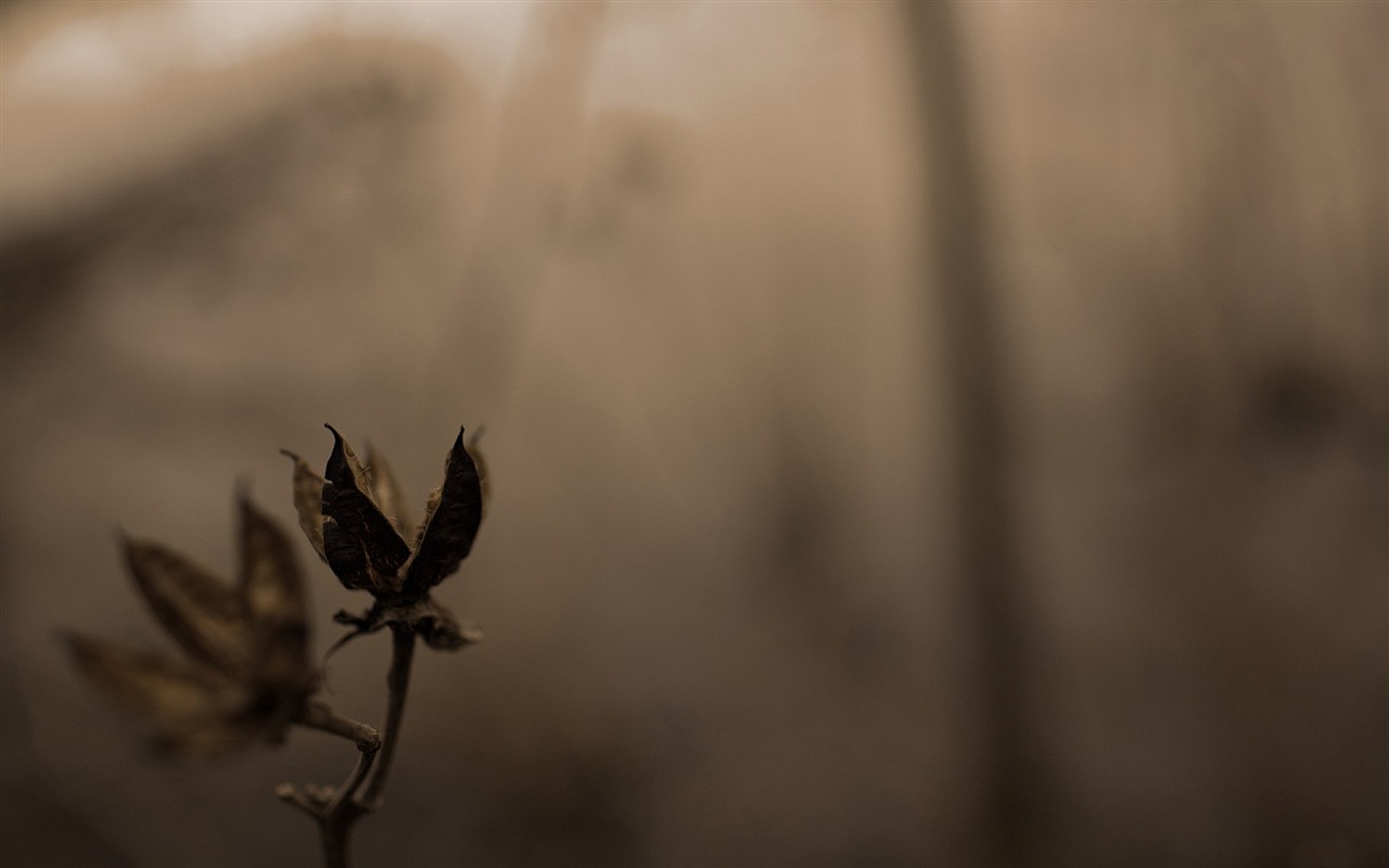 s rytmem přírodní scenérie tapety #29 - 1280x800