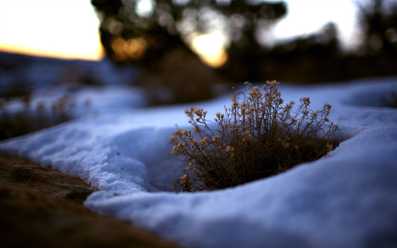 自然隨拍風景壁紙 #30 - 1280x800
