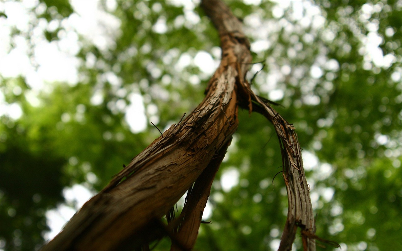 s rytmem přírodní scenérie tapety #32 - 1280x800
