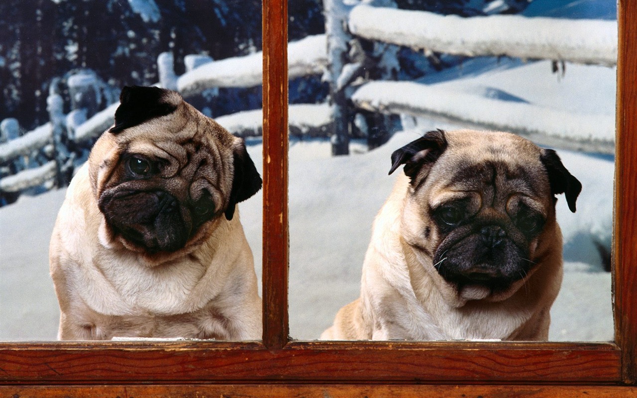 1600 dog photo wallpaper (3) #15 - 1280x800