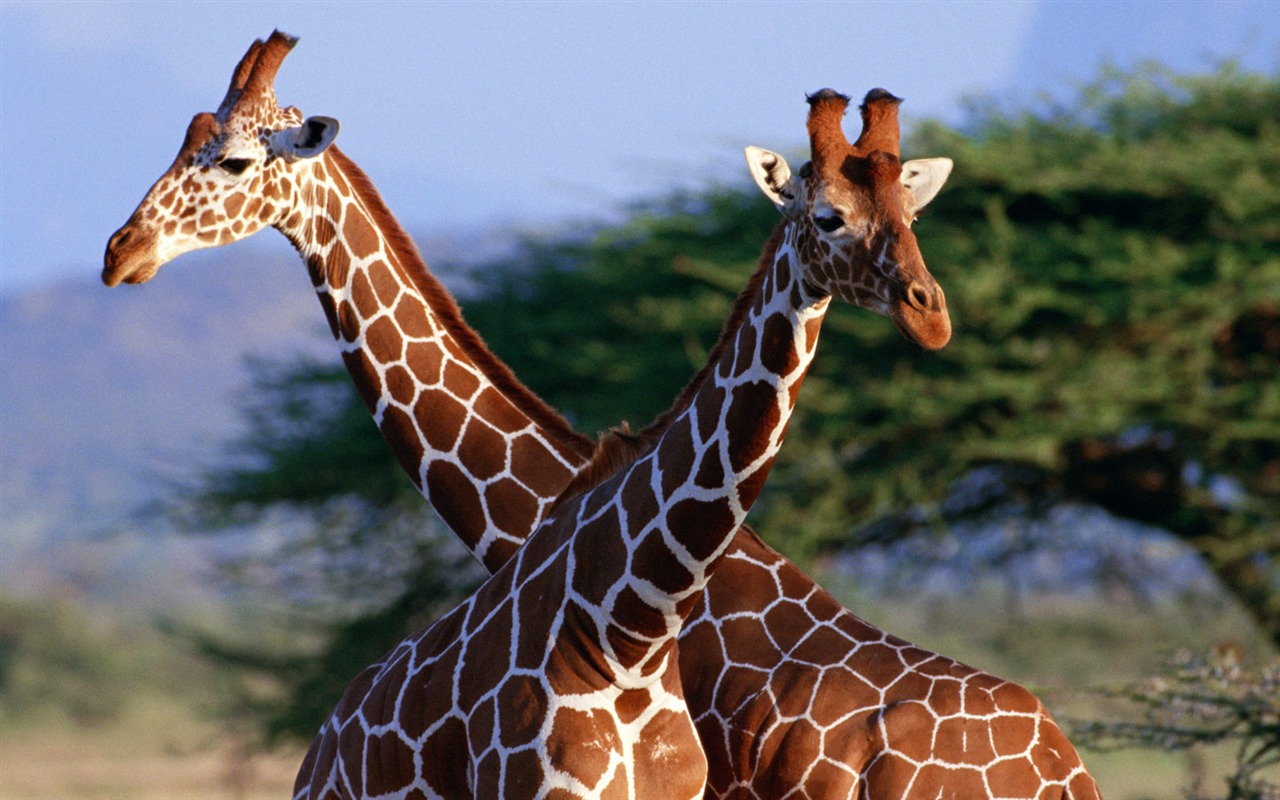 Giraffe wallpaper alba #1 - 1280x800