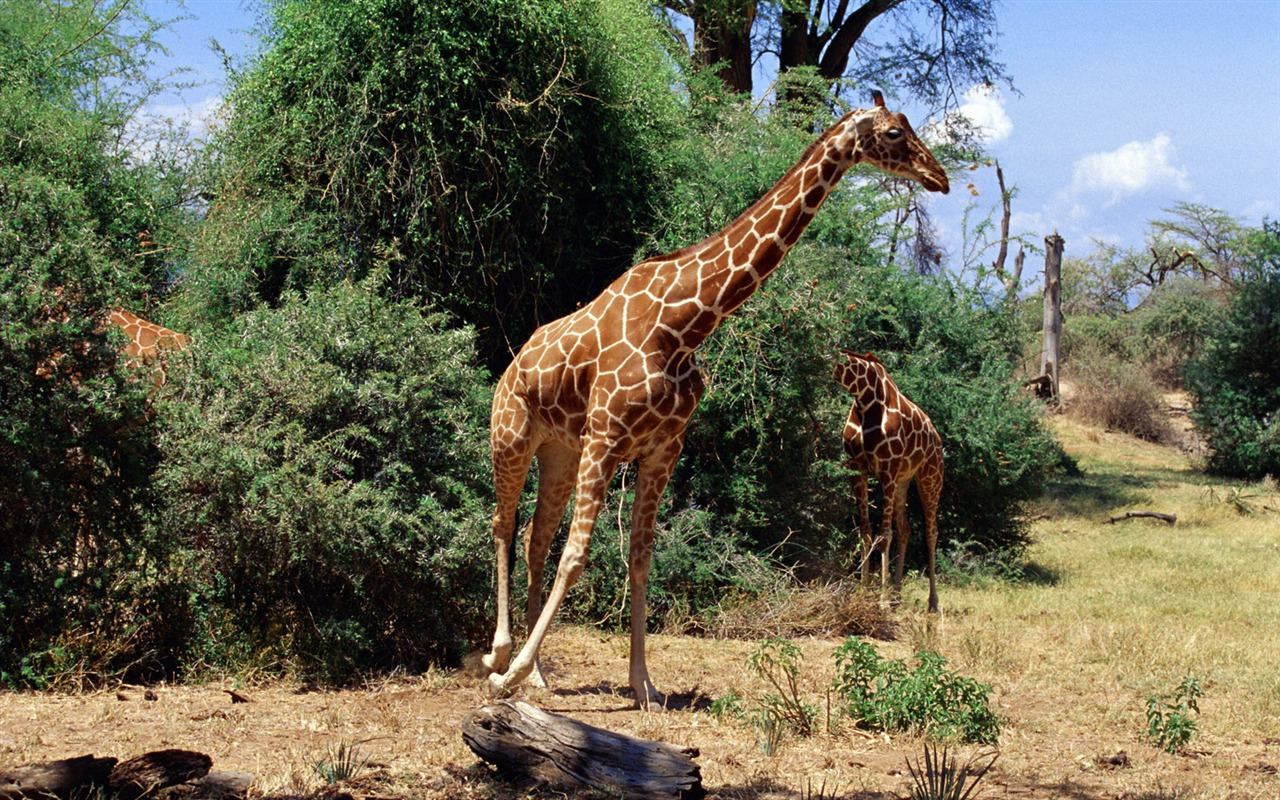 Giraffe wallpaper alba #2 - 1280x800