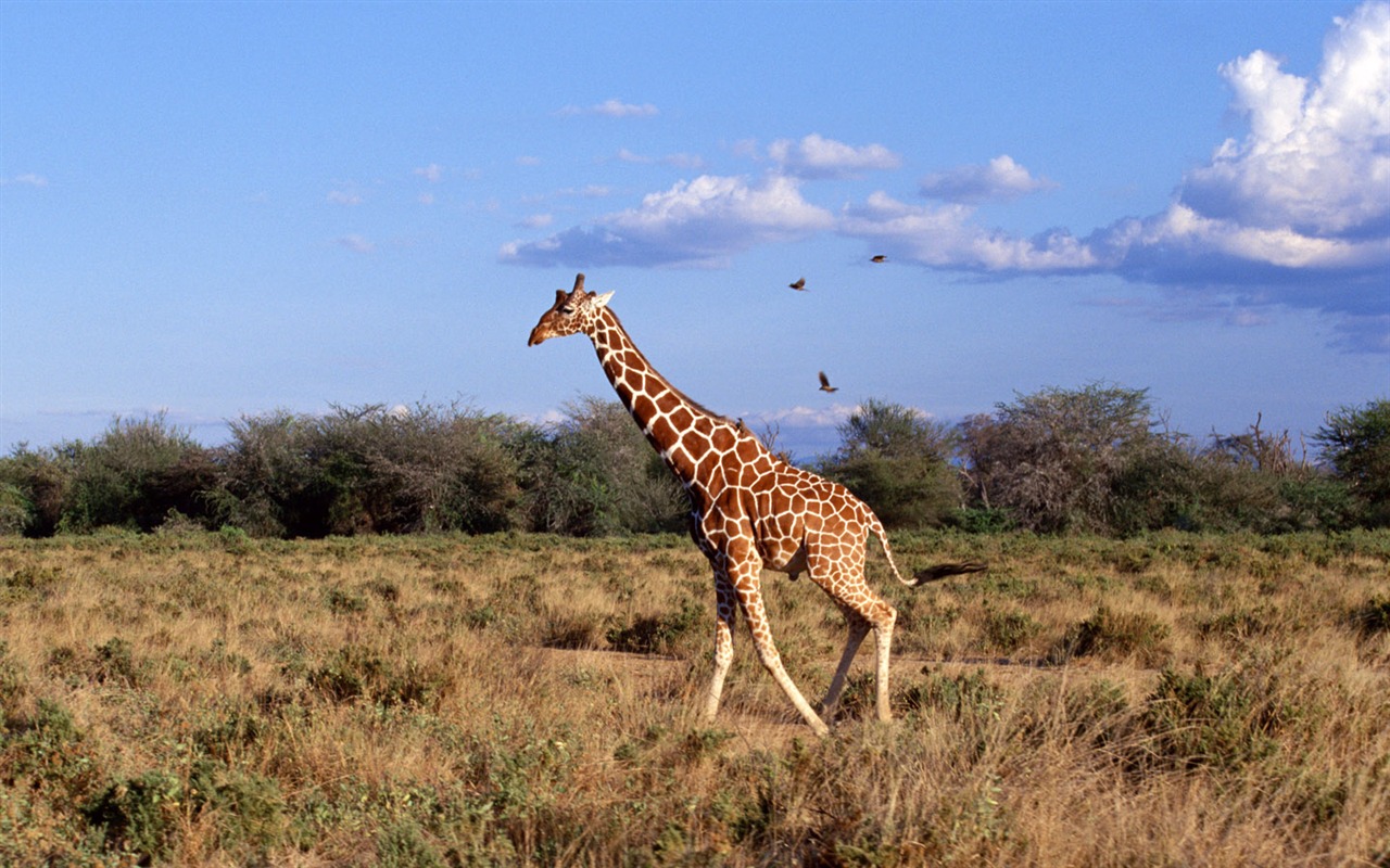 Giraffe wallpaper alba #3 - 1280x800