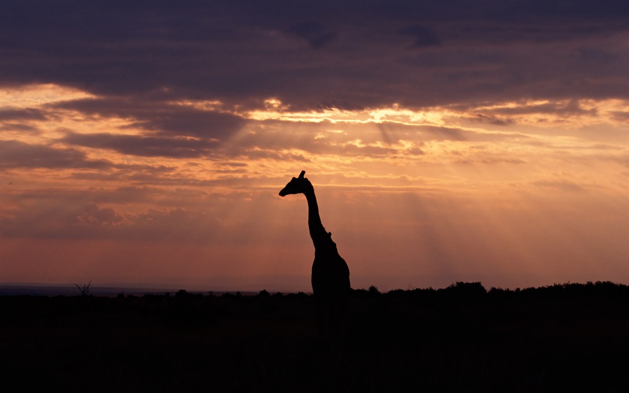 Giraffe wallpaper alba #5 - 1280x800