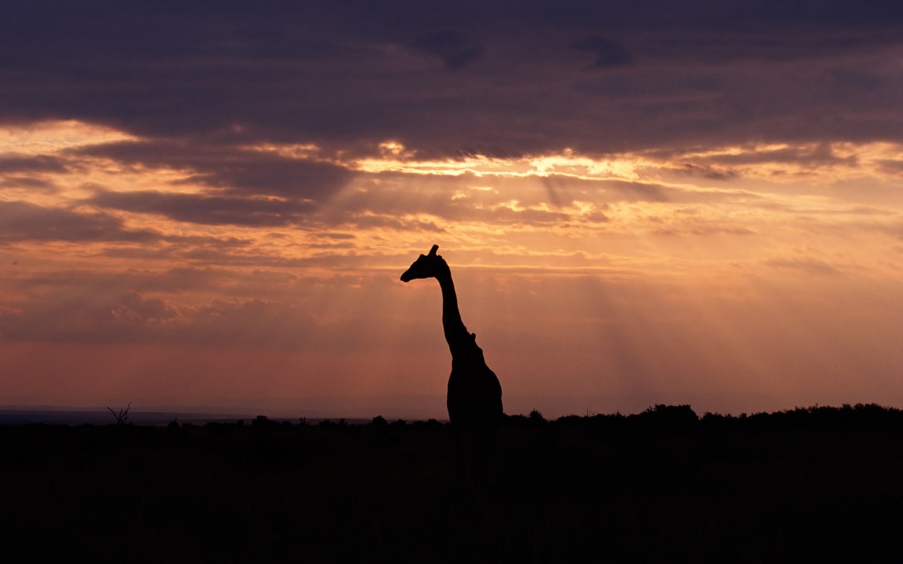 Giraffe Wallpaper Alben #5 - 1280x800