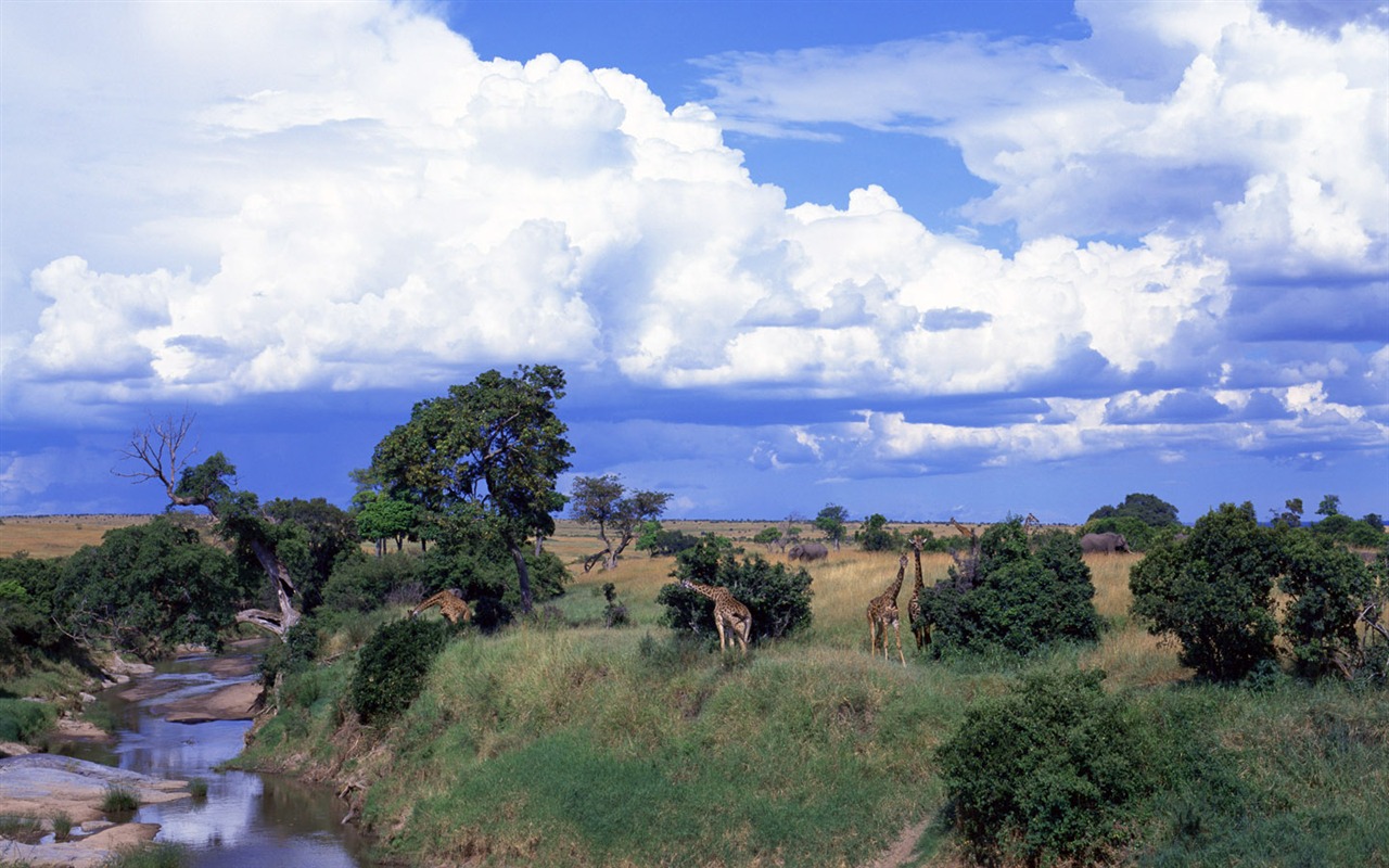 Giraffe wallpaper alba #6 - 1280x800